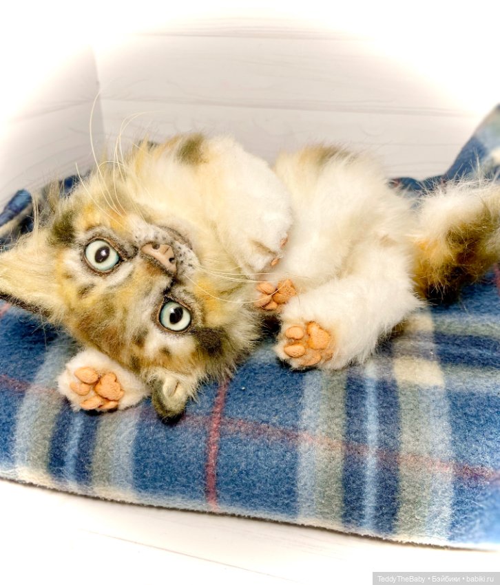 Мася, котёнок тедди в стиле натюр 🐱