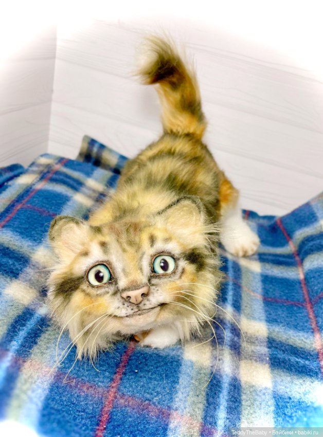 Мася, котёнок тедди в стиле натюр 🐱