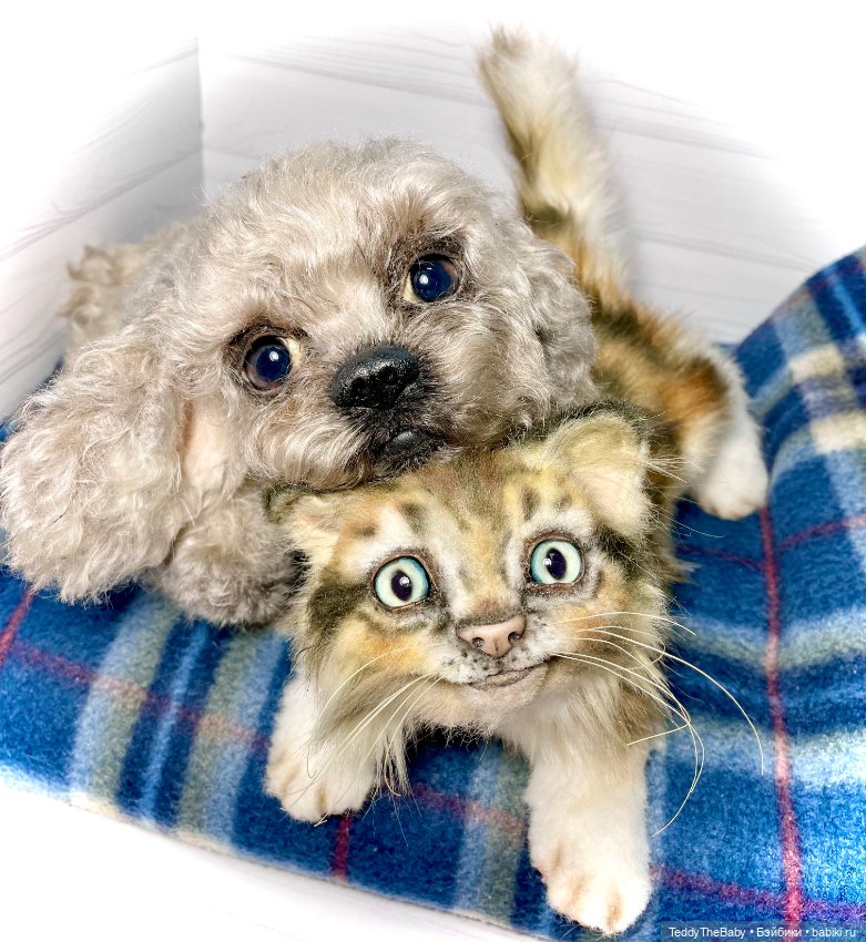 Мася, котёнок тедди в стиле натюр 🐱