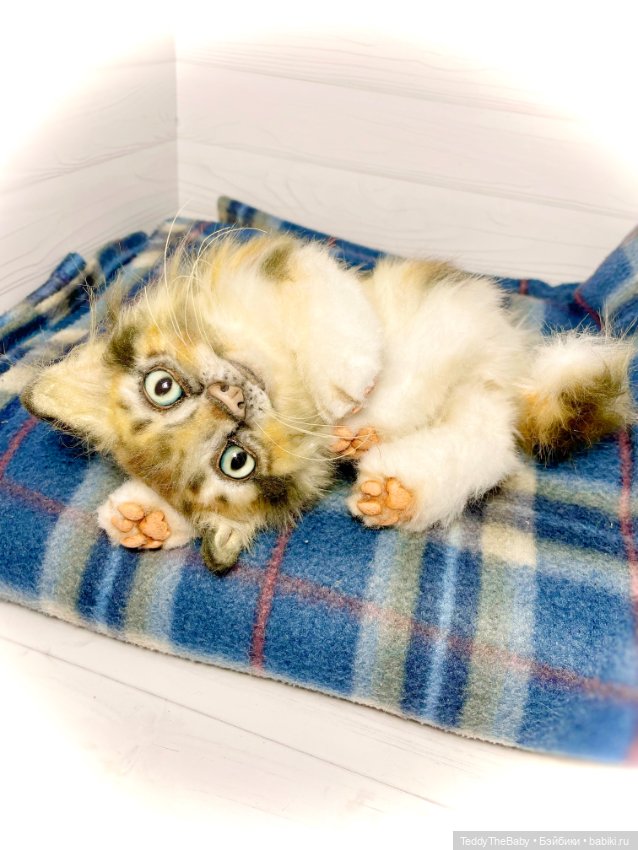 Мася, котёнок тедди в стиле натюр 🐱 (фото 5)