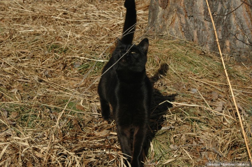 Фотосессия с крысиком — Текстильные игрушки и примитивы: кофейные (фото 6)