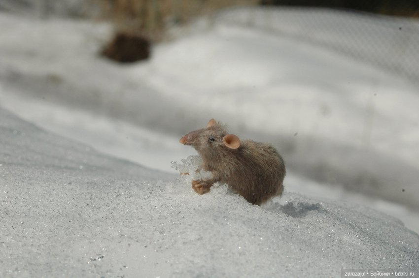 Фотосессия с крысиком — Текстильные игрушки и примитивы: кофейные (фото 4)