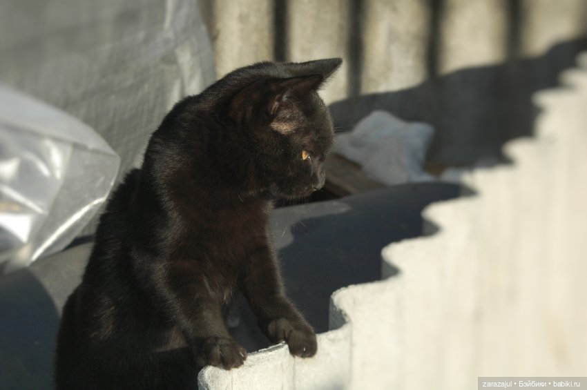 Фотосессия с крысиком — Текстильные игрушки и примитивы: кофейные (фото 7)