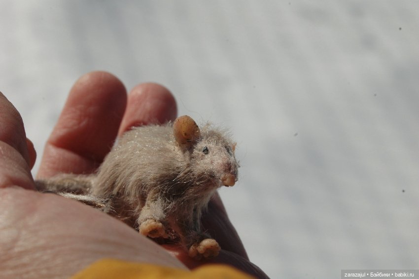 Фотосессия с крысиком — Текстильные игрушки и примитивы: кофейные (фото 5)