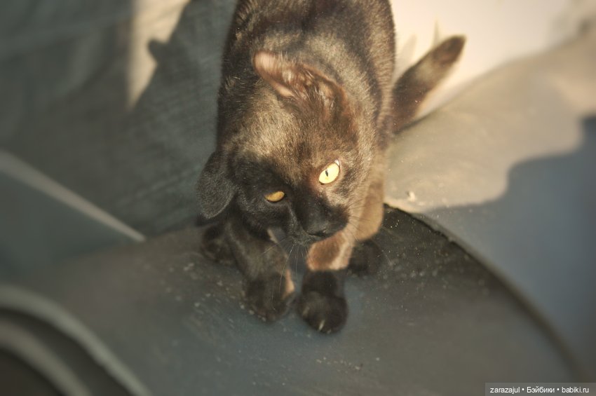 Фотосессия с крысиком — Текстильные игрушки и примитивы: кофейные (фото 8)