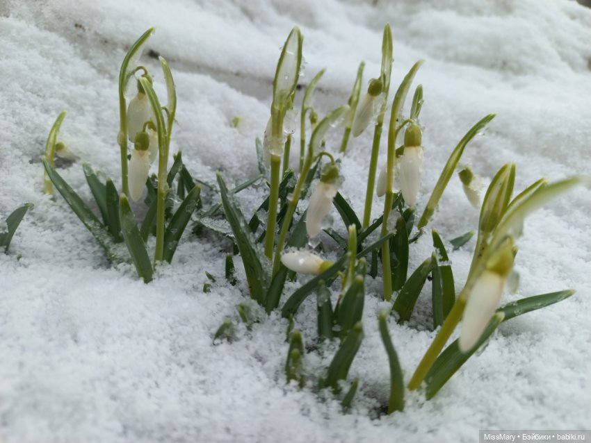 Подснежники — Красивая природа и цветы: фото пейзажей (фото 3)