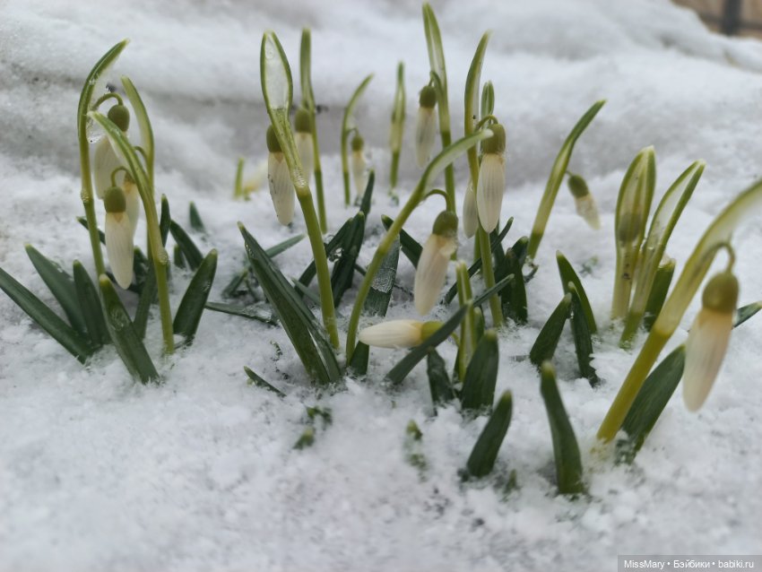 Подснежники — Красивая природа и цветы: фото пейзажей