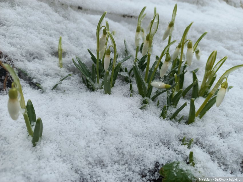 Подснежники — Красивая природа и цветы: фото пейзажей (фото 7)