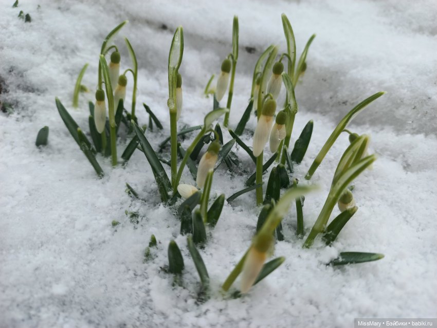 Подснежники — Красивая природа и цветы: фото пейзажей (фото 10)