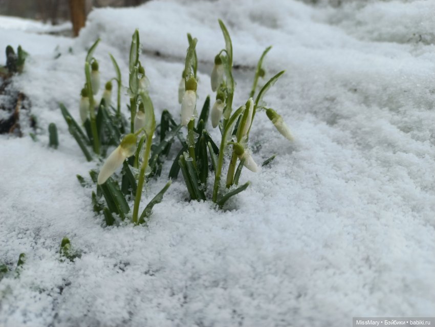 Подснежники — Красивая природа и цветы: фото пейзажей
