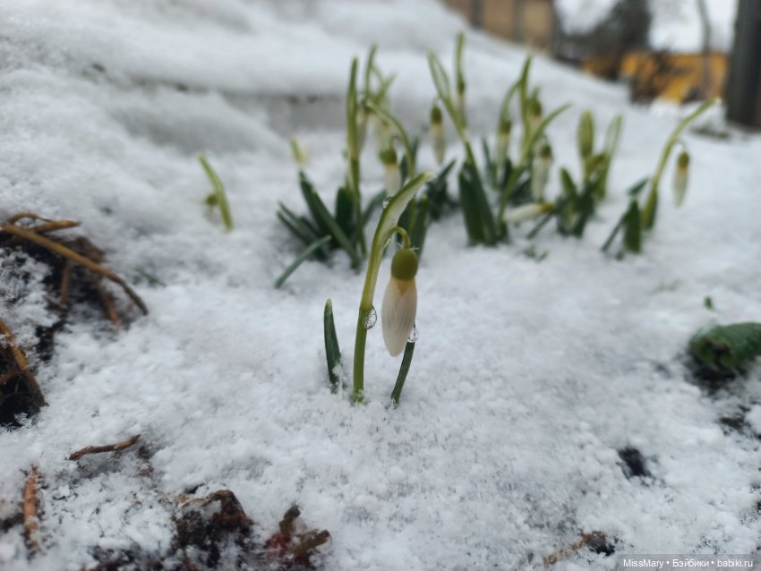 Подснежники — Красивая природа и цветы: фото пейзажей