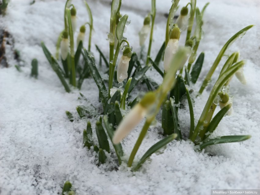 Подснежники — Красивая природа и цветы: фото пейзажей (фото 5)