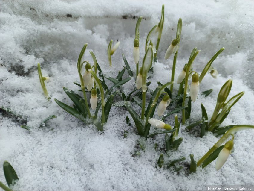 Подснежники — Красивая природа и цветы: фото пейзажей (фото 8)