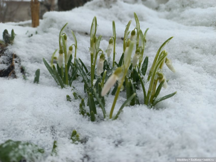 Подснежники — Красивая природа и цветы: фото пейзажей (фото 6)
