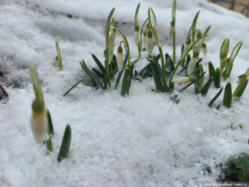 Подснежники — Красивая природа и цветы: фото пейзажей