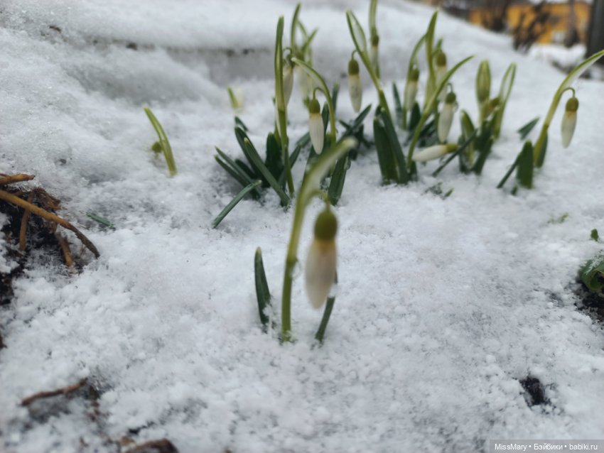 Подснежники — Красивая природа и цветы: фото пейзажей