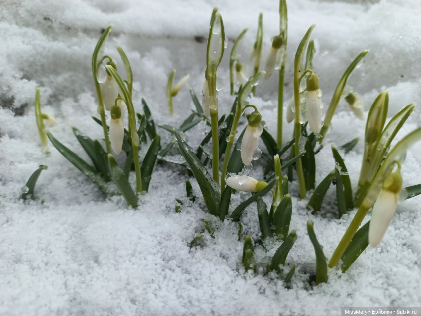 Подснежники — Красивая природа и цветы: фото пейзажей (фото 9)