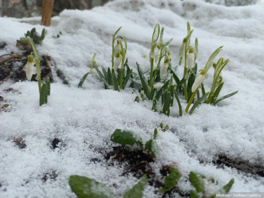 Подснежники — Красивая природа и цветы: фото пейзажей (фото 2)