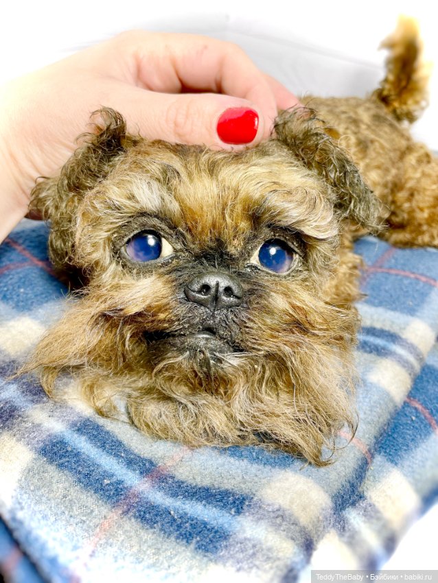 Šhrek. Щенок гриффона, 30 см, натюр🐶