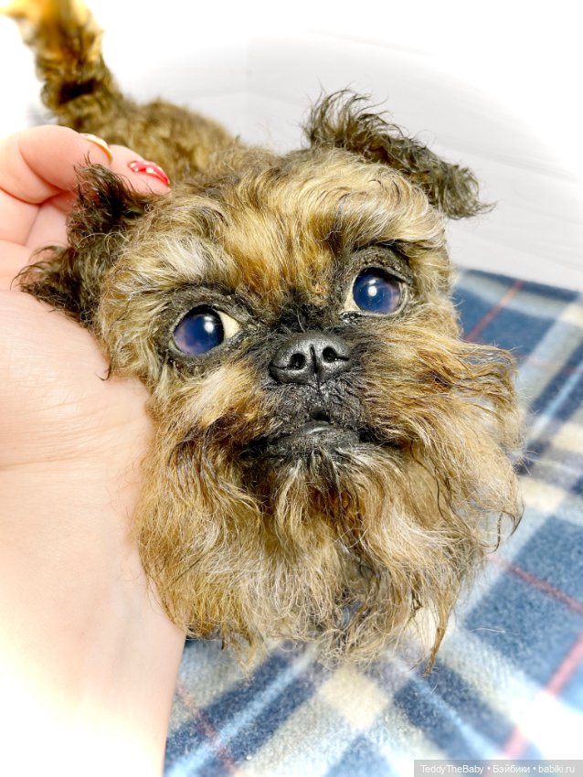 Šhrek. Щенок гриффона, 30 см, натюр🐶