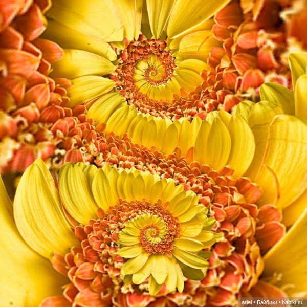 Фрактальный художник Том Беддард (Tom Beddard) (фото 9)