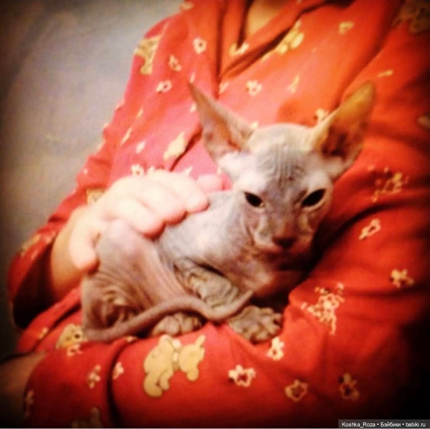 Маша и её кошачий прайд (часть 3) (фото 2)