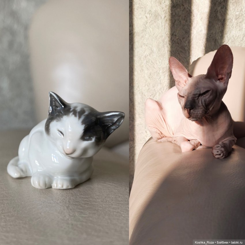 Маша и её кошачий прайд (часть 3)