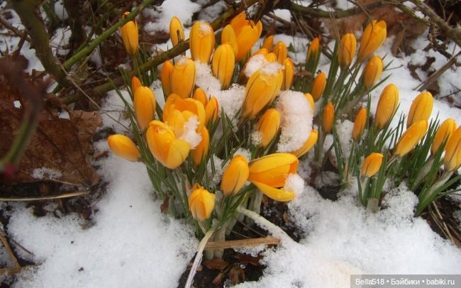 Ранняя весна — Интересное обо всем: поздравления (фото 2)