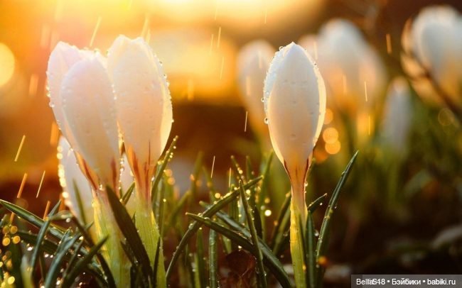 Ранняя весна — Интересное обо всем: поздравления