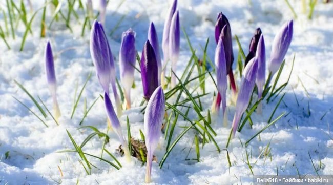 Ранняя весна — Интересное обо всем: поздравления (фото 8)