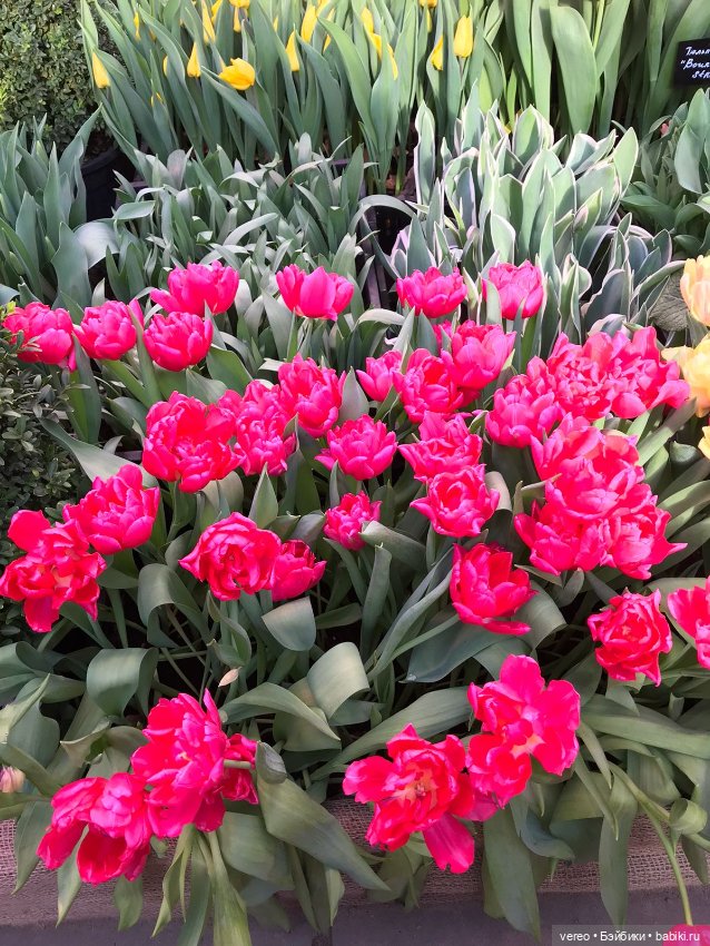 Благая весть, Почта России рулит