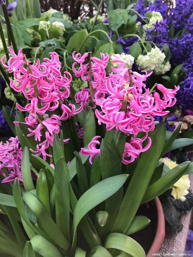 Благая весть, Почта России рулит