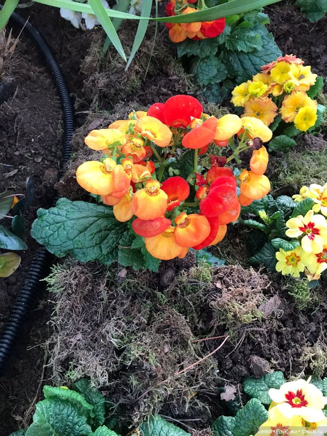 Благая весть, Почта России рулит