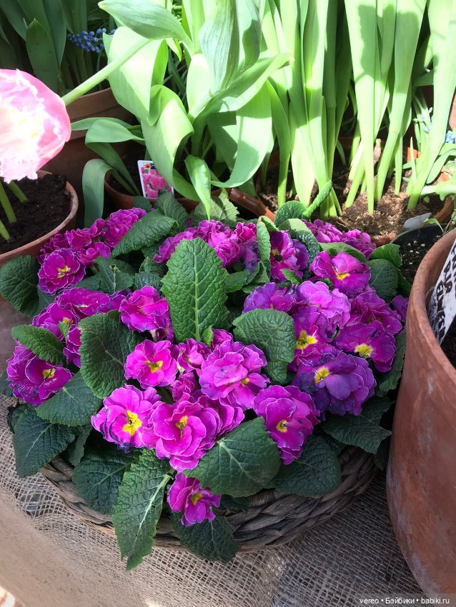 Благая весть, Почта России рулит