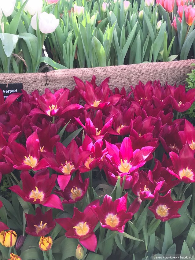 Благая весть, Почта России рулит