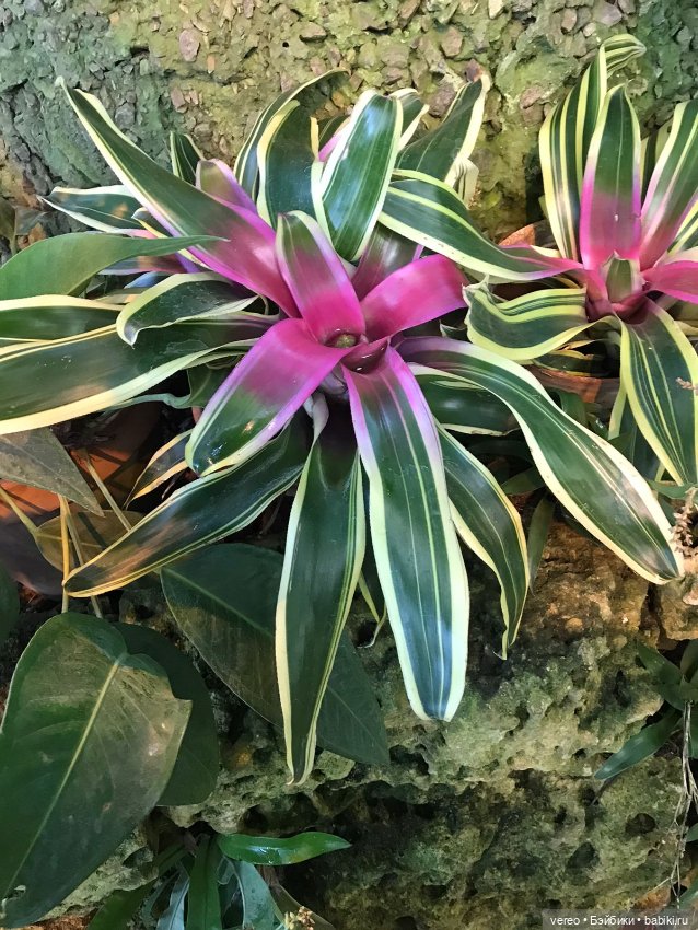 Благая весть, Почта России рулит