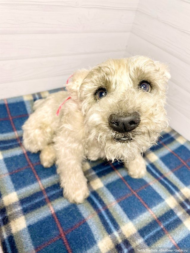 Bella 🐶тедди щенок шнау натюр