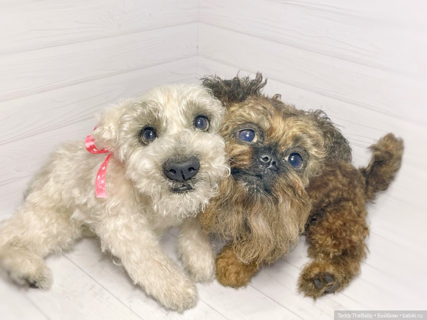 Šhrek и Bella. Щенки тедди натюр 🐶🐾 (фото 2)