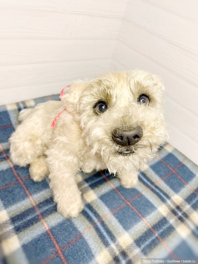 Bella 🐶тедди щенок шнау натюр