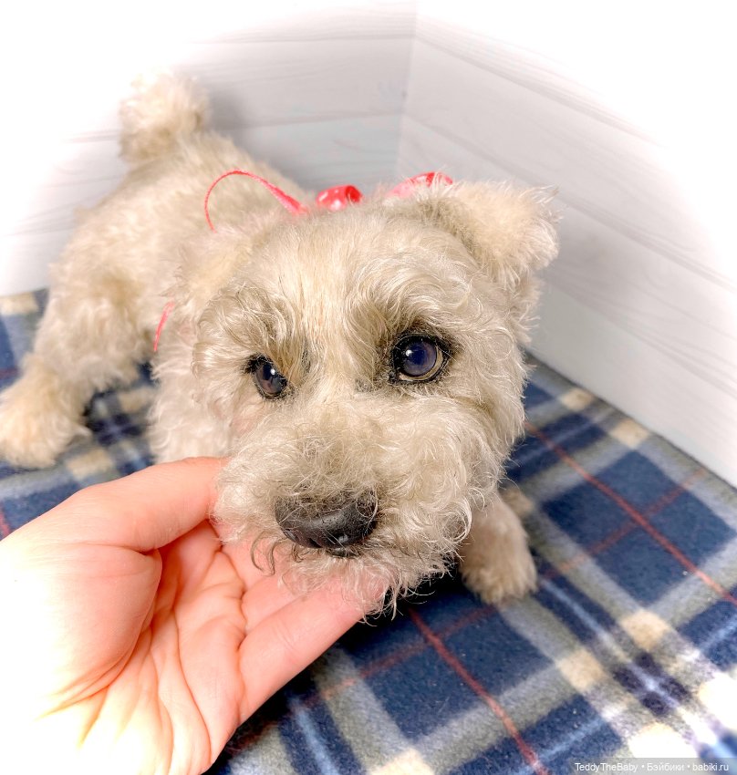 Bella 🐶тедди щенок шнау натюр