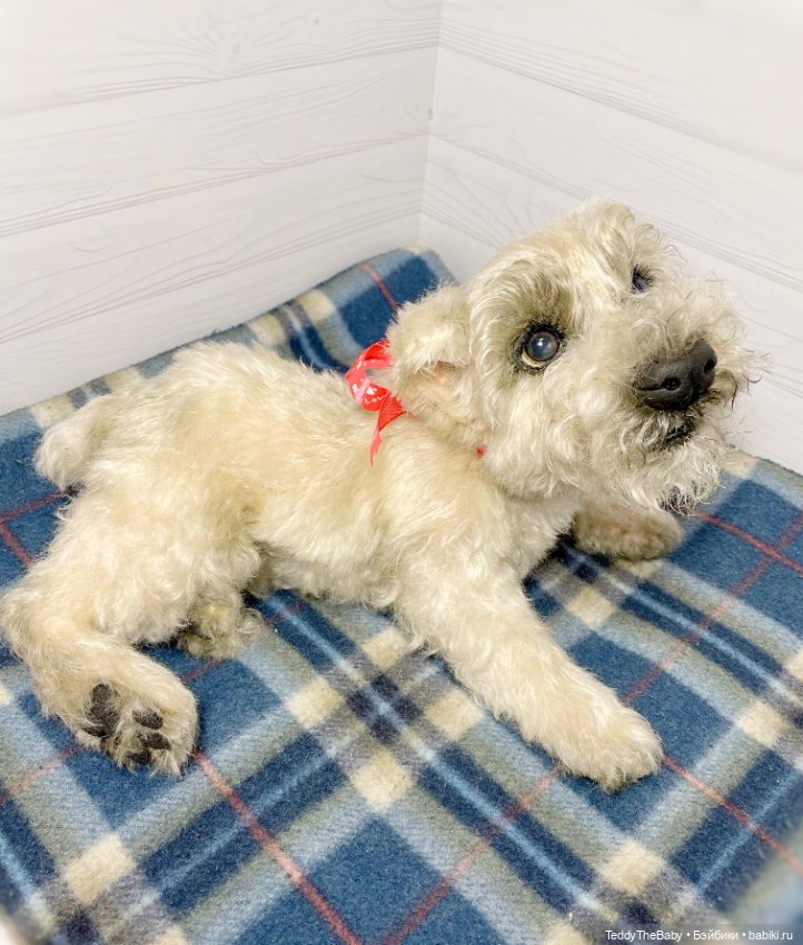 Bella 🐶тедди щенок шнау натюр