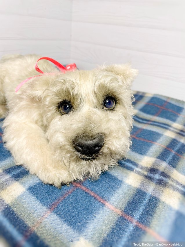 Bella 🐶тедди щенок шнау натюр