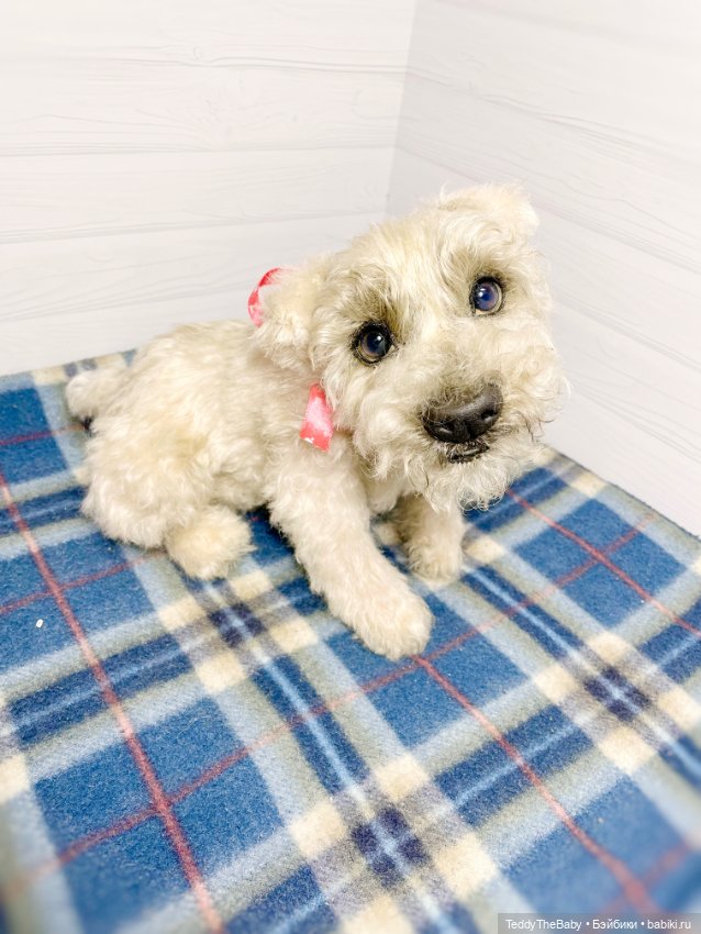 Bella 🐶тедди щенок шнау натюр