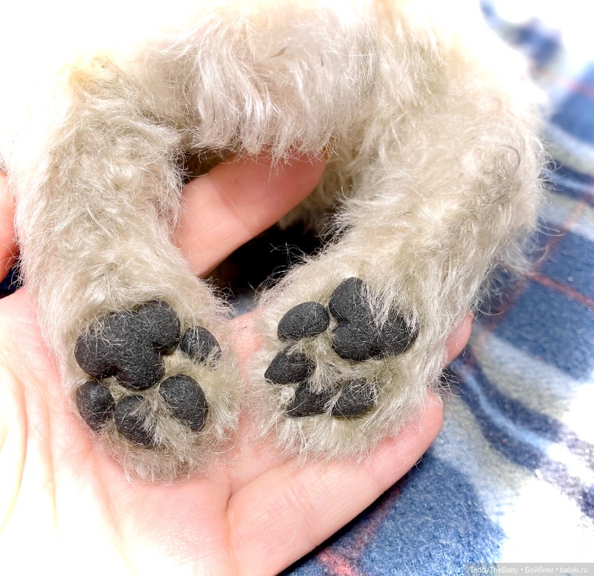 Bella 🐶тедди щенок шнау натюр