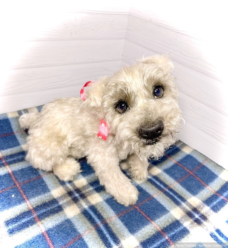 Bella 🐶тедди щенок шнау натюр