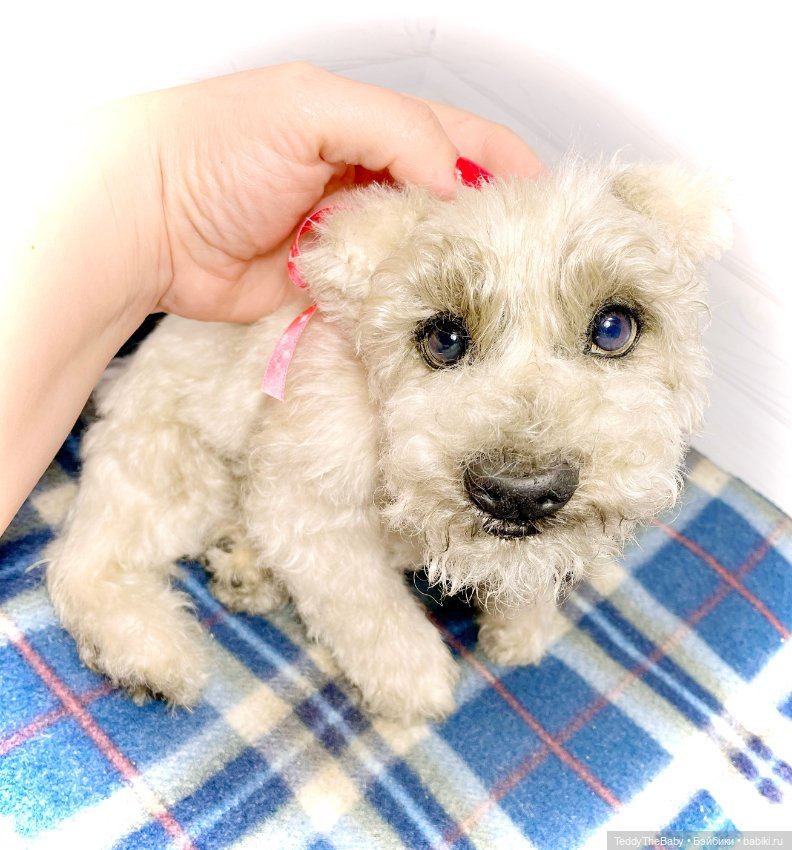 Bella 🐶тедди щенок шнау натюр