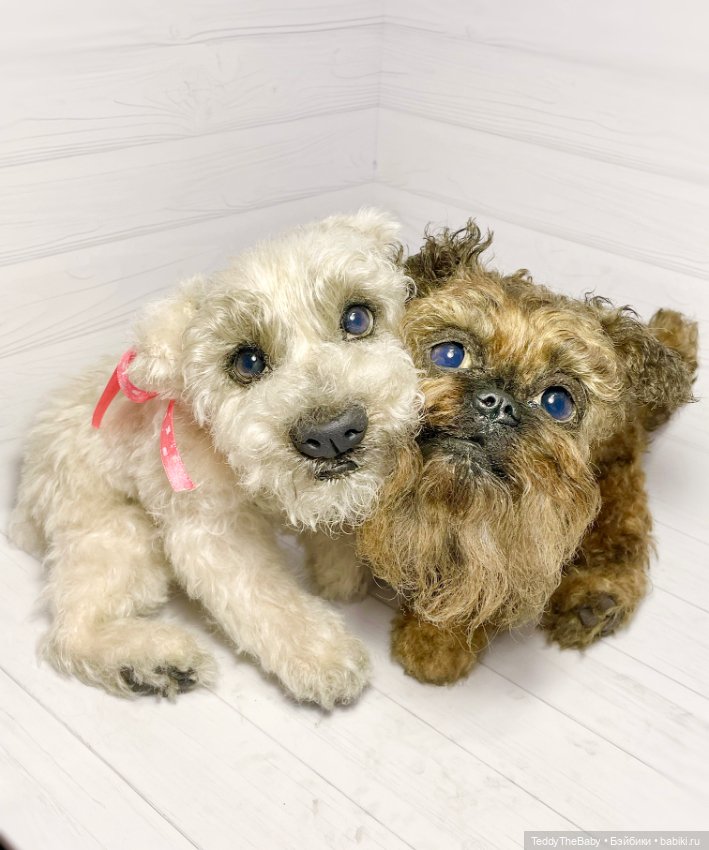 Šhrek и Bella. Щенки тедди натюр 🐶🐾 (фото 7)