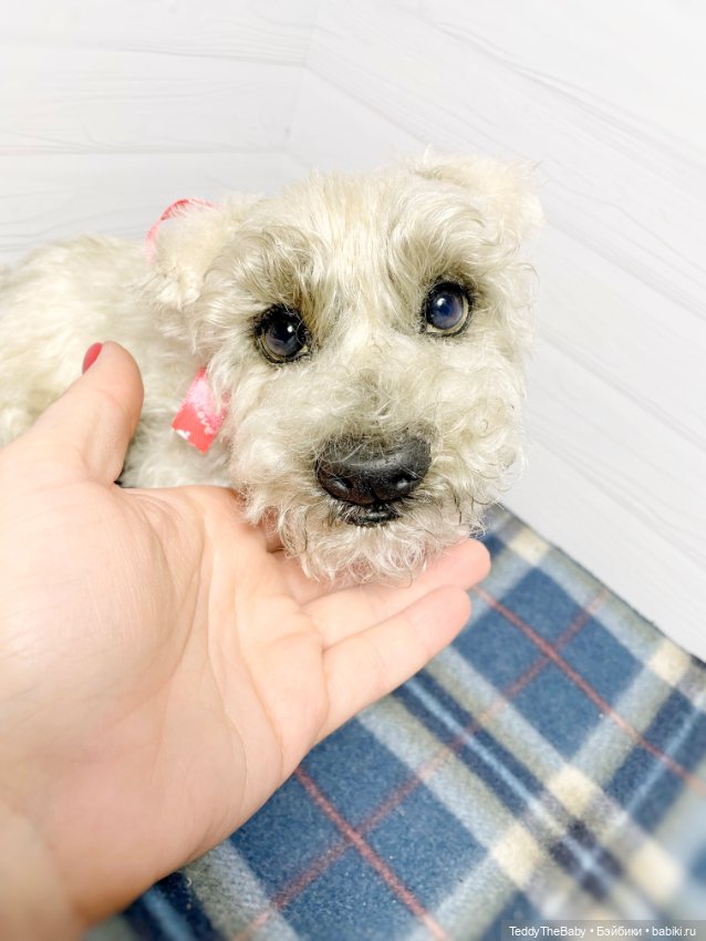 Bella 🐶тедди щенок шнау натюр (фото 8)