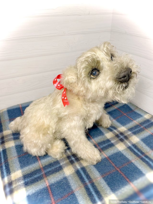 Bella 🐶тедди щенок шнау натюр
