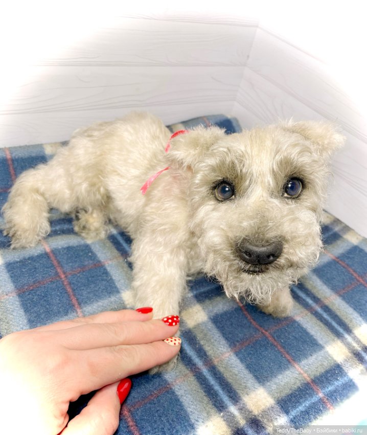 Bella 🐶тедди щенок шнау натюр